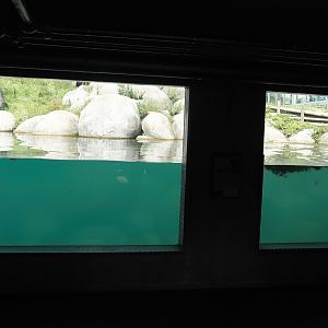 Nortica - Polar bear underwater view, 2024-06-23