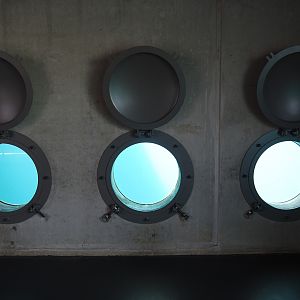 Nortica - Polar bear underwater viewing portholes, 2024-06-23