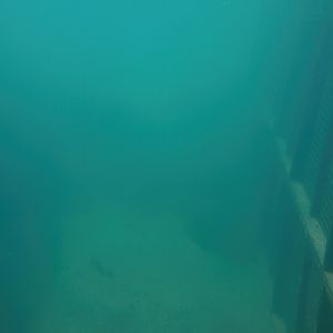 Nortica - Underwater view into polar bear pool, 2024-06-23