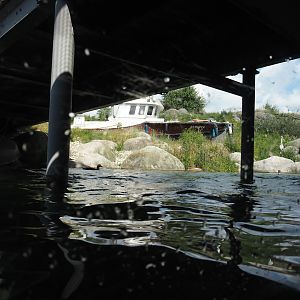 Nortica - Humboldt and Magellanic flightless steamer duck exhibit, view under walkway, 2024-06-23