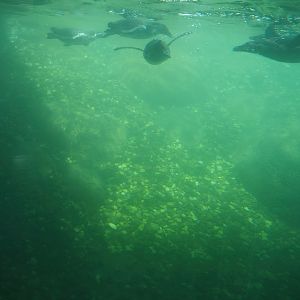 Nortica - Underwater view into Humboldt and Magellanic flightless steamer duck pool, 2024-06-23