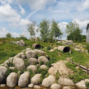 Nortica - First polar bear exhibit, 2024-06-23