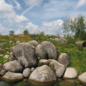 Nortica - First polar bear exhibit, 2024-06-23