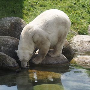 Nortica - Polar bear (Ursus maritimus), 2024-06-23