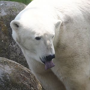 Nortica - Polar bear (Ursus maritimus), 2024-06-23
