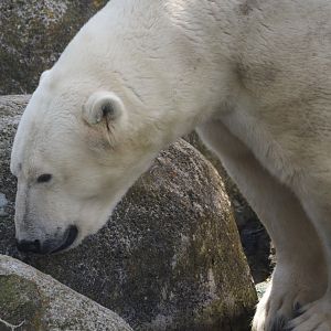 Nortica - Polar bear (Ursus maritimus), 2024-06-23