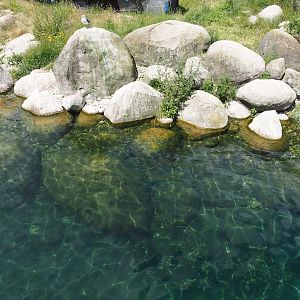 Nortica - Humboldt penguin and Magellanic flightless steamer duck pool, 2024-06-23