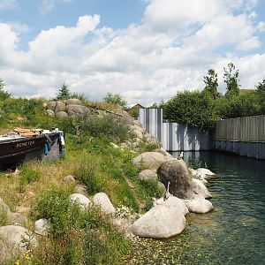 Nortica - Humboldt penguin and Magellanic flightless steamer duck exhibit, 2024-06-23