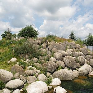 Nortica - Humboldt penguin and Magellanic flightless steamer duck exhibit, 2024-06-23