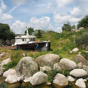 Nortica - Humboldt penguin and Magellanic flightless steamer duck exhibit, 2024-06-23