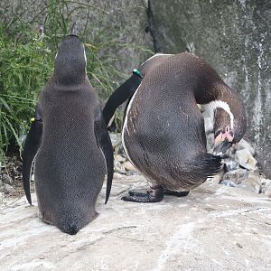 Nortica - Humboldt penguins (Spheniscus humboldti), 2024-06-23