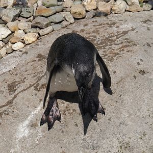 Nortica - Juvenile Humboldt penguin (Spheniscus humboldti), 2024-06-23
