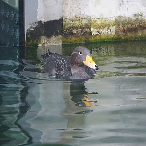 Nortica - Magellanic flightless steamer duck (Tachyeres pteneres), 2024-06-23