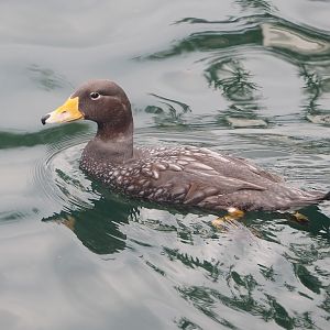 Nortica - Magellanic flightless steamer duck (Tachyeres pteneres), 2024-06-23