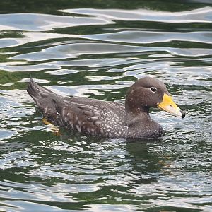 Nortica - Magellanic flightless steamer duck (Tachyeres pteneres), 2024-06-23