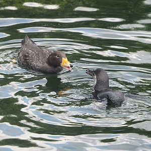 Nortica - Magellanic flightless steamer duck (Tachyeres pteneres) and Juvenile Humboldt penguin (Spheniscus humboldti), 2024-06-23