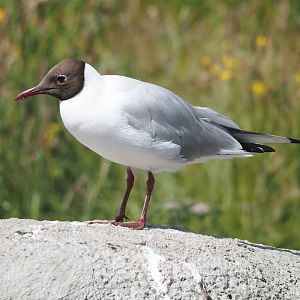 Nortica - Wild Black-headed gull (Chroicocephalus ridibundus) , 2024-06-23