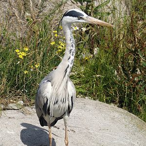 Nortica - Wild Grey heron (Ardea cinerea), 2024-06-23