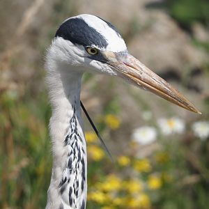 Nortica - Wild Grey heron (Ardea cinerea), 2024-06-23