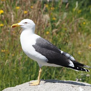 Nortica - Wild Lesser black-backed gull (Larus fuscus), 2024-06-23