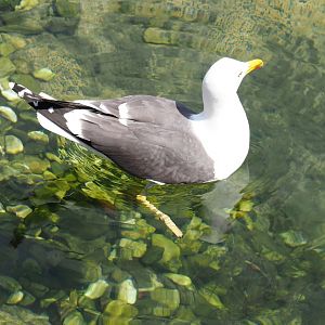 Nortica - Wild Lesser black-backed gull (Larus fuscus), 2024-06-23