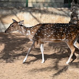 Chital