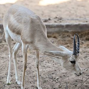Sand Gazelle