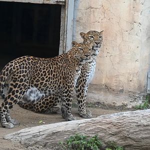 Indian Leopard