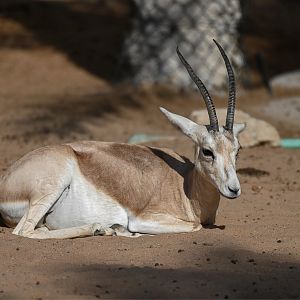 Slender-horned Gazelle