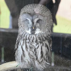 Great Grey Owl
