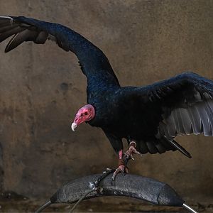 Turkey Vulture