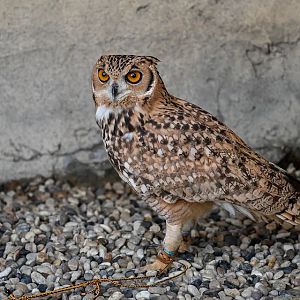 Pharaoh Eagle-Owl