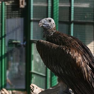 Lappet-faced Vulture