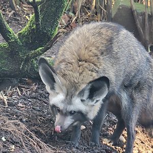 Bat-Eared Fox