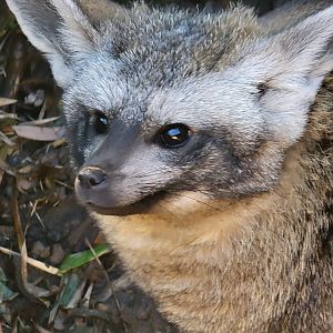 Bat-Eared Fox