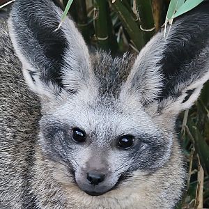 Bat-Eared Fox