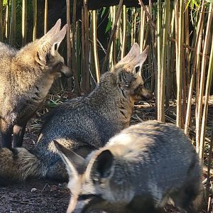 Bat-Eared Fox family