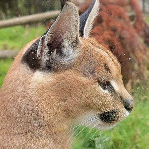 Caracal female