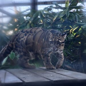 Clouded Leopard