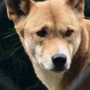 Dingo