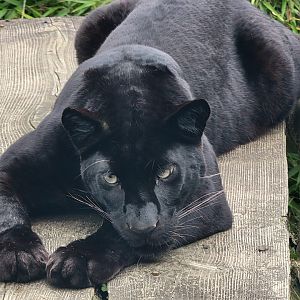 "The Beast of Exmoor" - Black Leopard