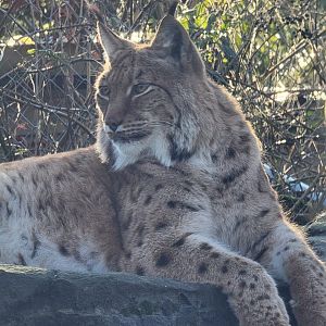 Eurasian Lynx