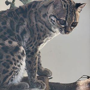 Margay