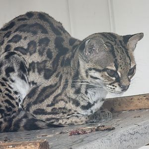 Margay