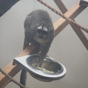 Grey-Handed Night Monkey