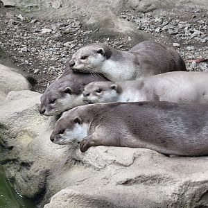 Smooth-Coated Otter pile