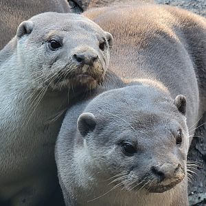 Smooth-Coated Otters
