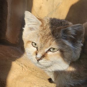 Sand Cat