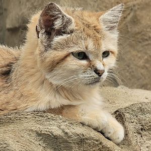 Sand Cat