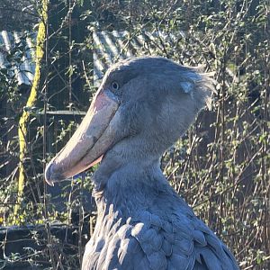 Shoebill